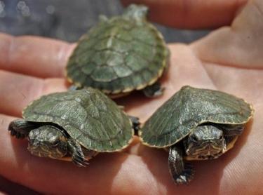 Salmonella Outbreaks Linked to Small Turtles