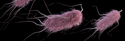 All You Need To Know About E. coli | Food Poison Journal