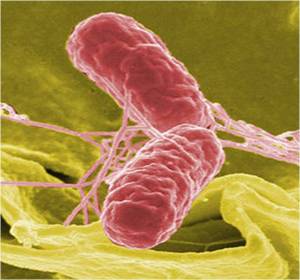 salmonella (1)