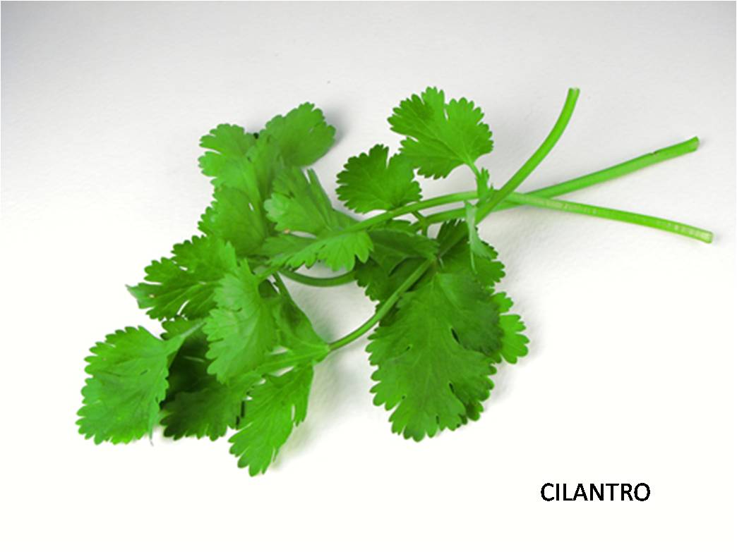 cilantro