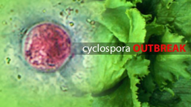 130730035854_cyclospora