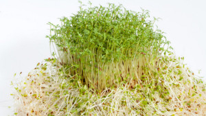 Alfalfa-sprouts-suspected-source-of-two-different-outbreaks_strict_xxl