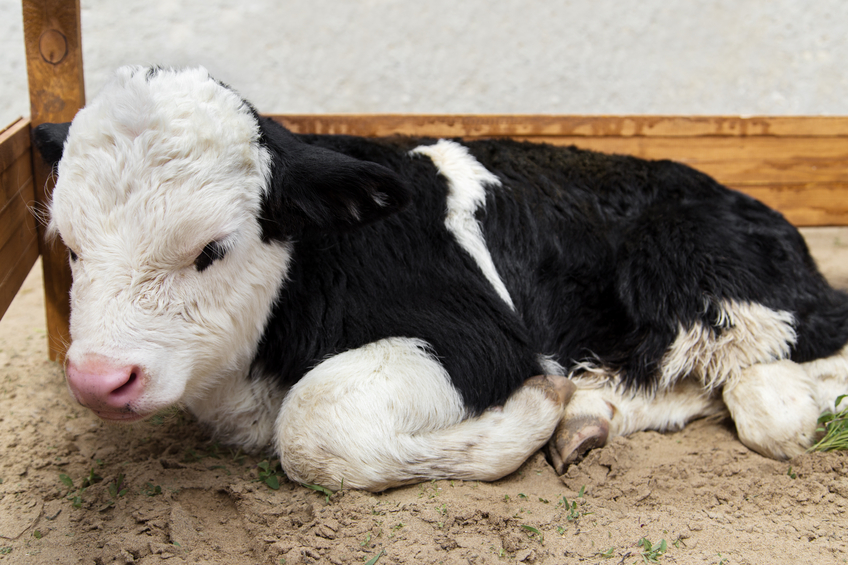 Cow With Down Syndrome