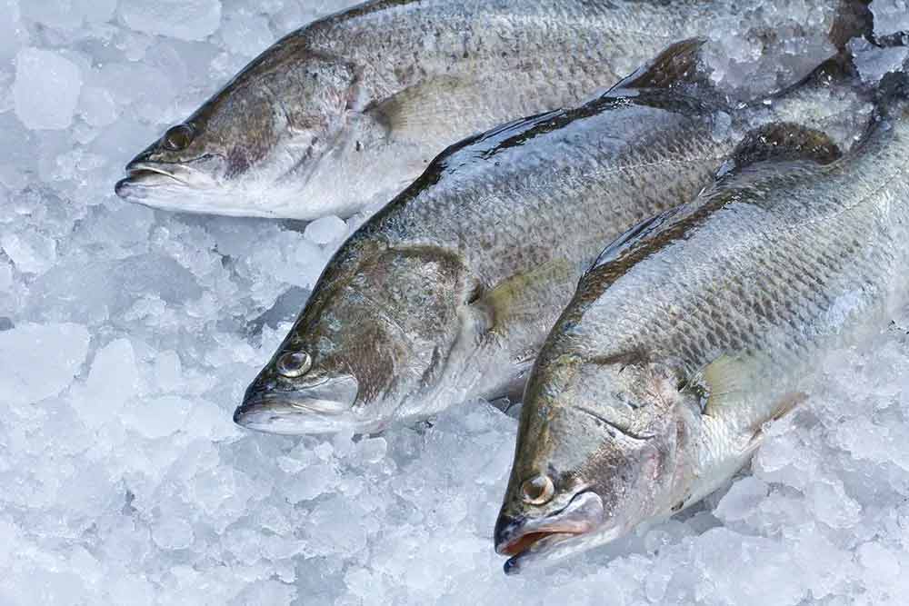 frozen-fish