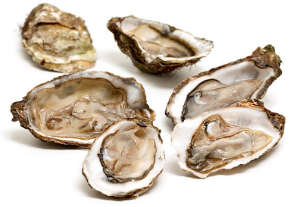 oysters