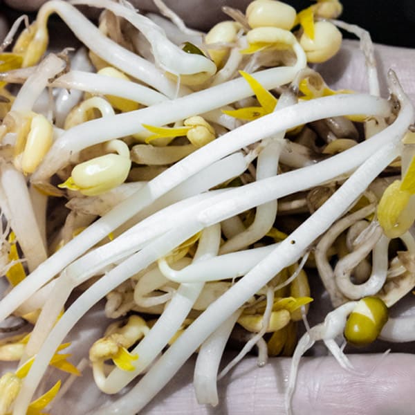 How-to-sprout-mung-beans-gog