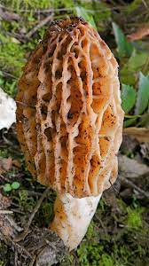 Morel