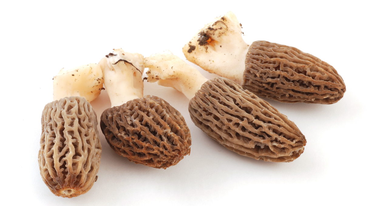 morel-mushrooms