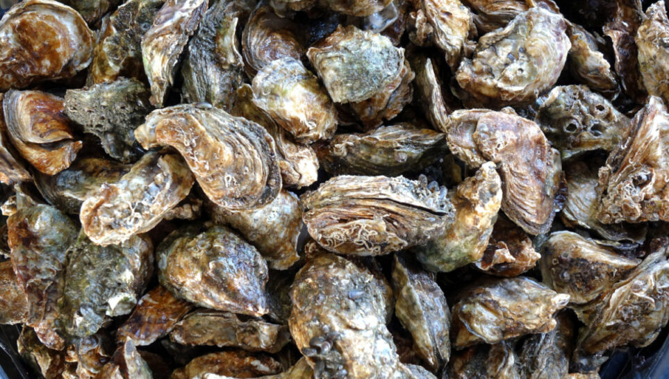 Salmonella and E. coli found in Canadian Oysters Food Poison Journal